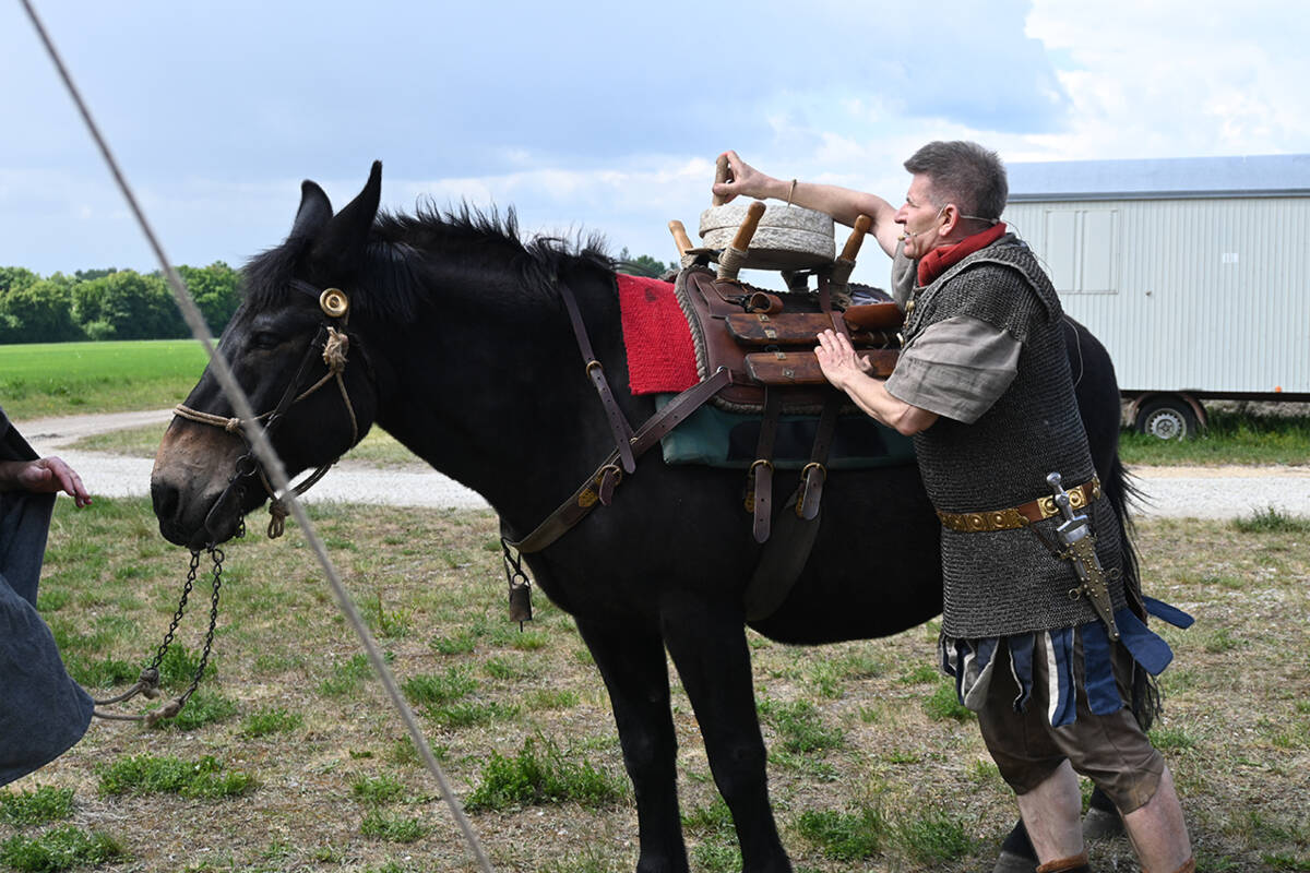 Bei zwei Vorführungen steht die Bedeutung der Maultiere für das römische Militär im Fokus.