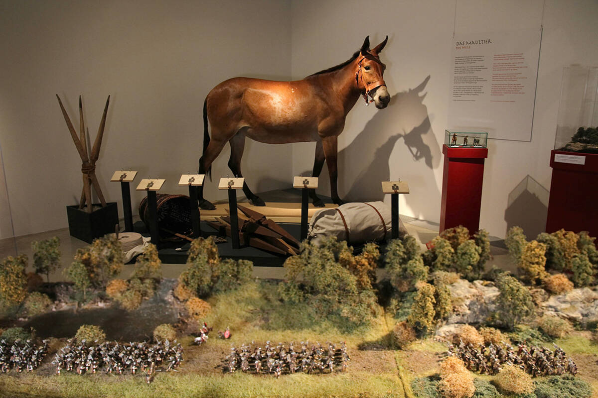 Blick in die Sonderausstellung »Roms Armee im Feld« mit dem Maultier Renate.