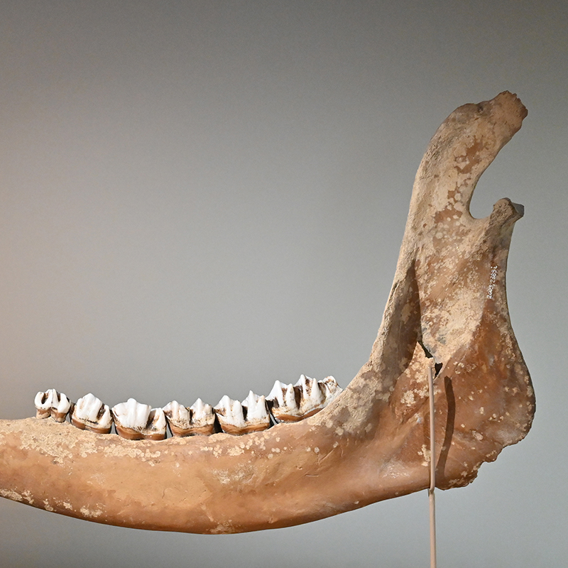 Elchkiefer aus dem römischen Oberstimm. · krm manching / Foto: Henrike Wachsmuth