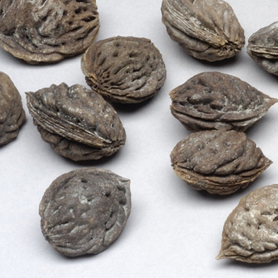 Artikelbild: Weiche Schale, harter Kern · ASM