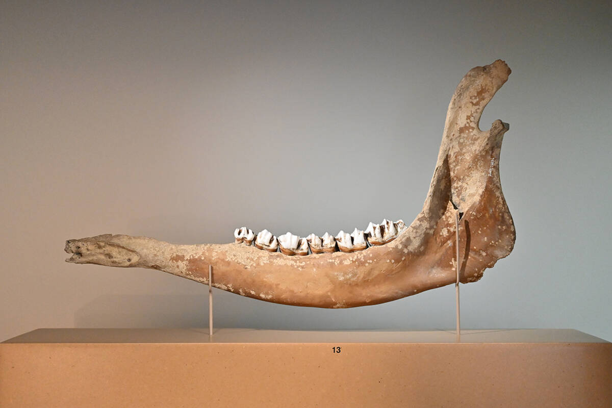 Elchkiefer aus dem römischen Oberstimm.