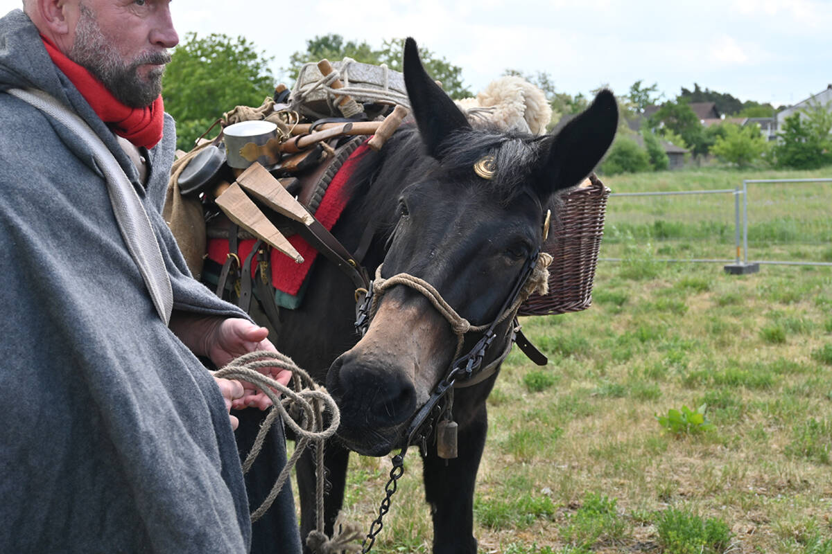 Vollbeladen hatten römische Mulis ein Gewicht von 130 bis 150 Kilogramm zu schleppen.