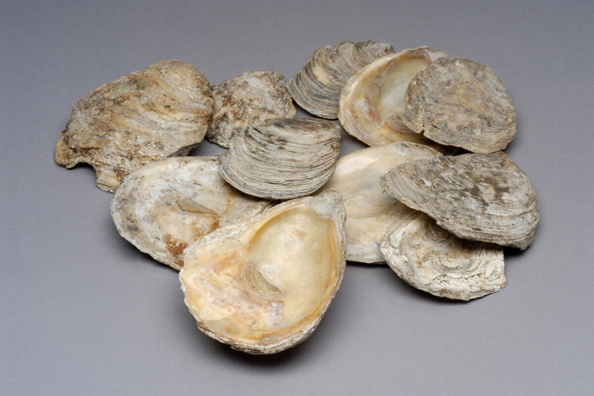 Austernschalen aus dem römischen Militärkastell von Oberstimm.
