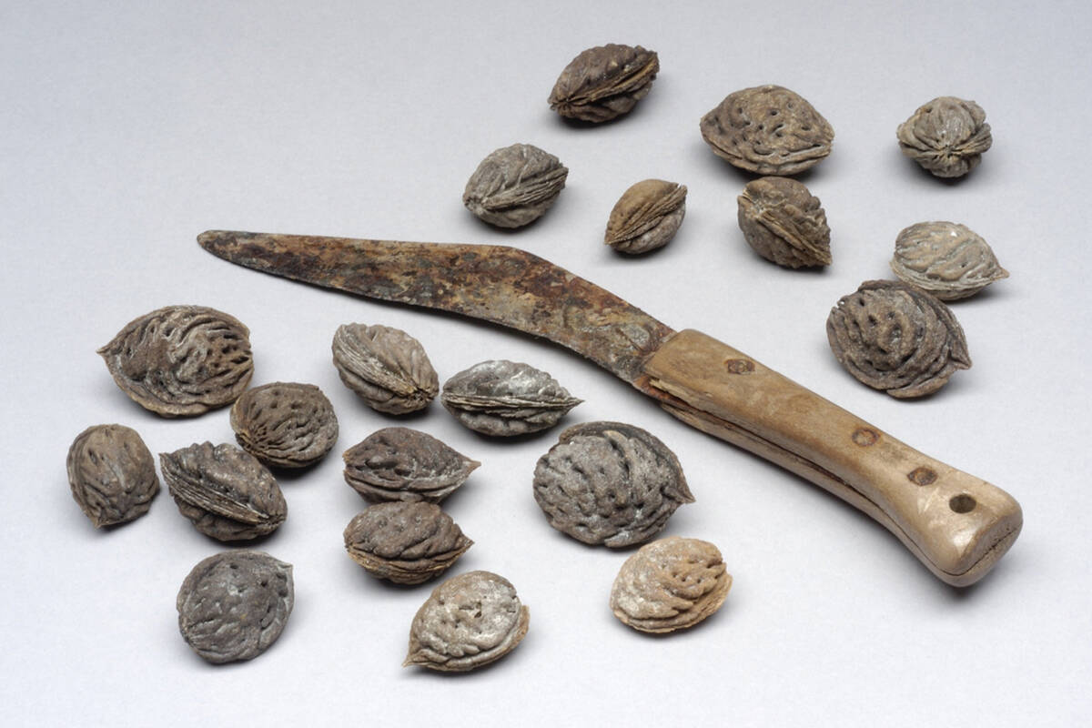 Pfirsischkerne und Messer aus dem Römerkastell von Oberstimm.